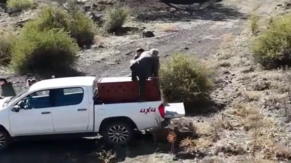 Şebinkarahisar’da kanala düşen vaşak tedavisinin ardından özgürlüğüne kavuştu