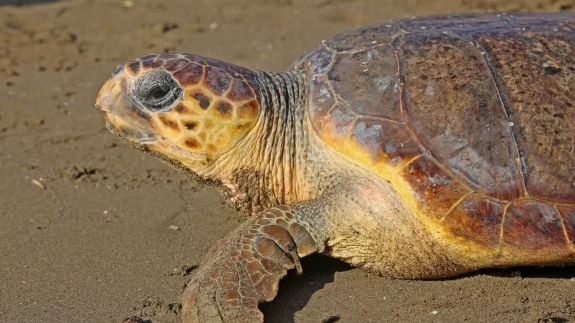Koruma çalışmaları sonuç verdi! Binlerce caretta caretta denizle buluştu