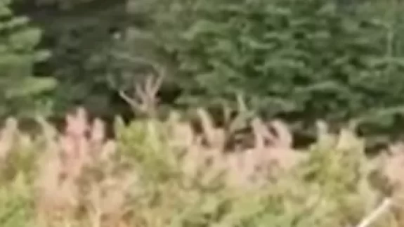 Kastamonu'da ormanlık alandaki kızıl geyik kamerada