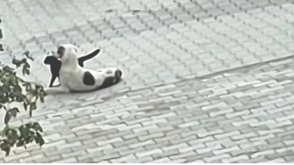 Kedi-köpek dostluğu kameralara yansıdı