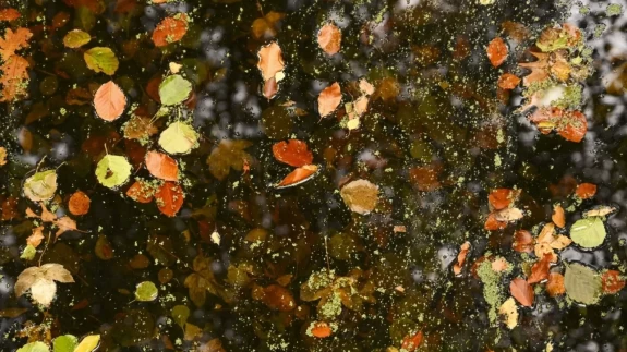 Berlin Tiergarten’da sonbahar masalı