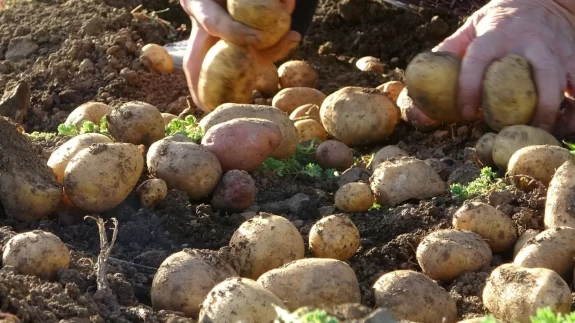 Giresun Kulakkaya Yaylası’nda patates hasadı başladı: Doğal ve organik üretim devam ediyor