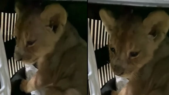 İstanbul’da kaçak getirilen yavru Afrika aslanına el konuldu