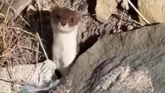Beyaz gelincik şehir merkezinde görüntülendi