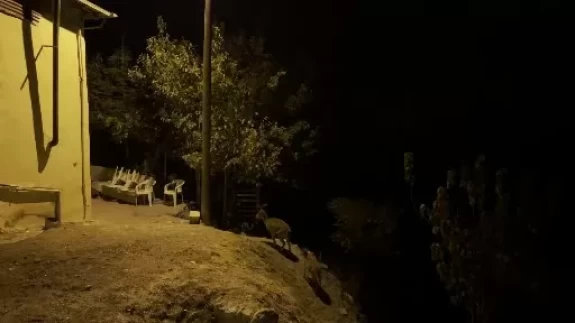 Dağ keçileri evlerin arasında yiyecek ararken görüntülendi