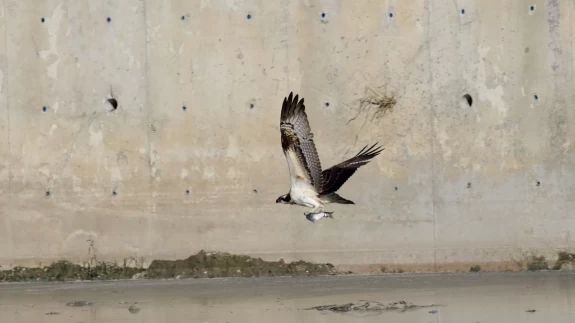 Kastamonu'da Ezine Çayı'nda avlanan balık kartalları görüntülendi