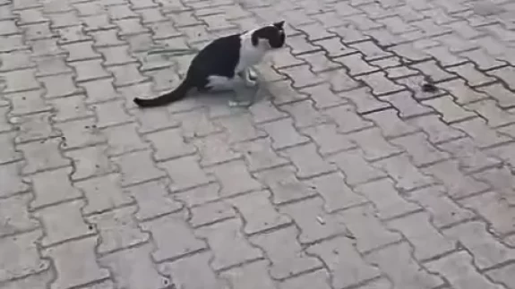 Elazığ’da yakaladığı fareyle oynayan kedi kamerada