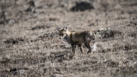 Gören döndü bir daha baktı!