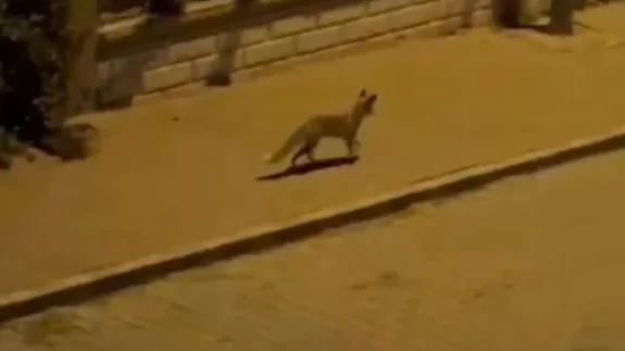 Şanlıurfa'da aç tilki kent merkezine indi