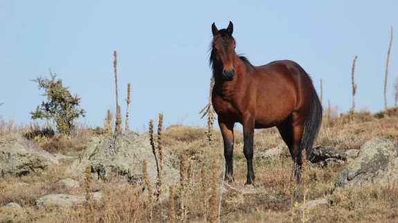 Bulutların dansı ve yılkı atları dron ile görüntülendi
