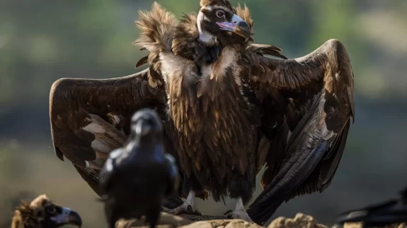 Türkiye’nin tek akbaba istasyonu