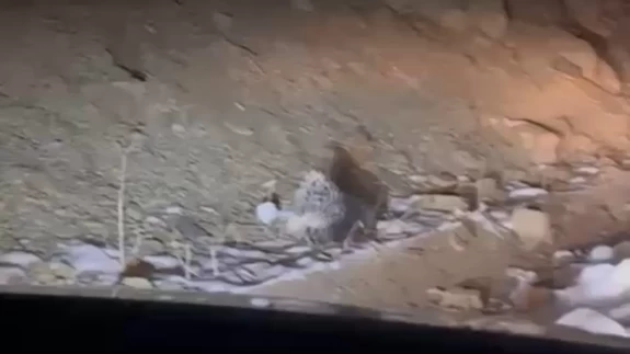 Hakkari’nin Yüksekova ilçesinde nadir görülen Hint oklu kirpi vatandaşlar tarafından görüntülendi.