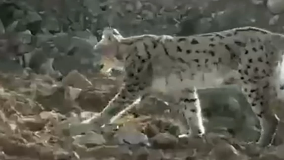 Hakkari Çukurca’da nesli tükenme tehlikesindeki vaşak görüntülendi
