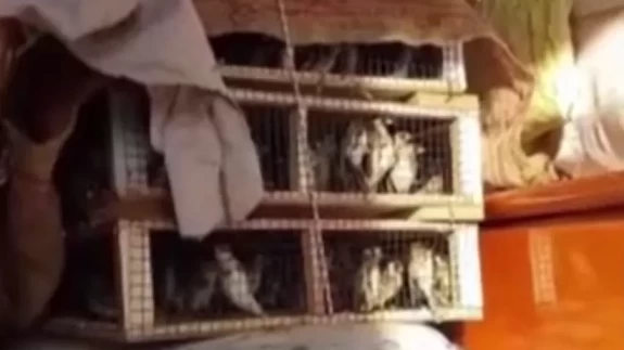 Hatay’da yakalanan 786 saka kuşu doğaya salındı