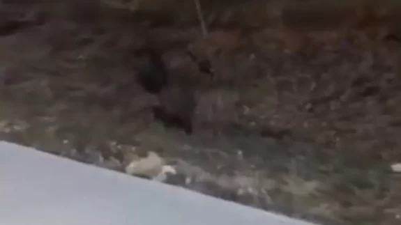 Aç kalan domuz sürüleri, üniversite kampüsüne indi