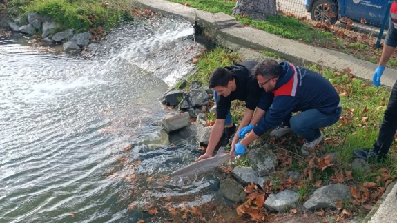 Meriç Nehri’nde nesli tükenen Mersin Balığı ağa takıldı: Koruma altına alındı