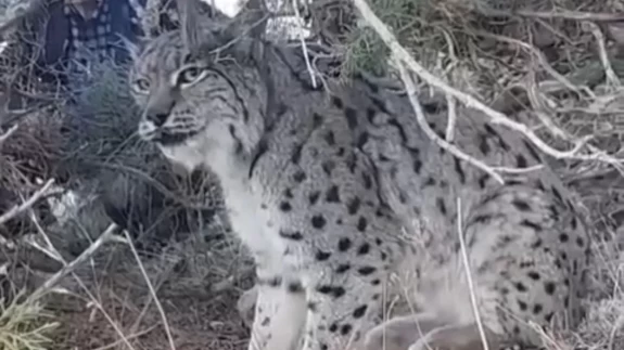 Van'da vaşak görüntülendi
