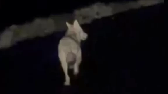 Mardin'de kara yolunda koşan kurt kamerada