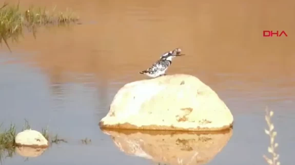 Adıyaman'da Alaca Yalıçapkını çay yatağında görüntülendi