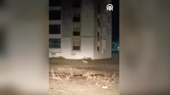 Kars’ta şehir merkezine inen kurtlar kamerada! Vatandaşlar panik yaşadı