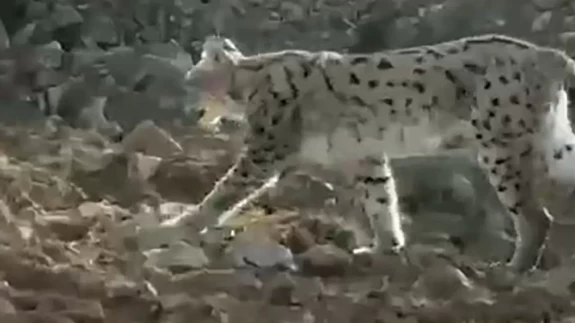 Hakkari'de vaşak görüntülendi