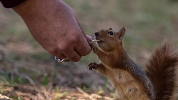 Seğmenler Parkı'nın sevimli sakinleri
