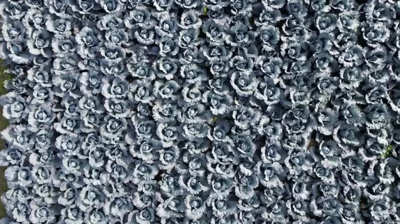 Bafra Ovası'nda kırmızı lahana hasadı başladı