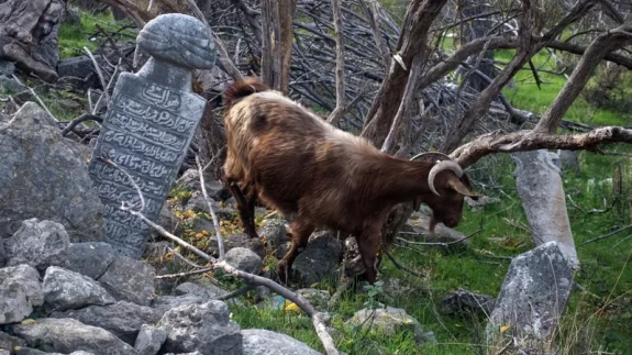 Komşuda ''Osmanlı'' hazımsızlığı!