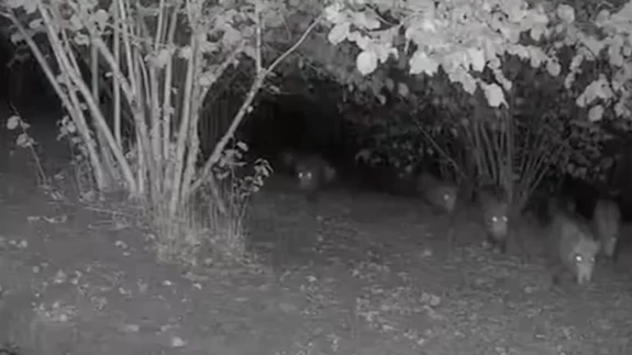 Düzce’de ayı ve domuz sürüsünün bahçe ziyareti kamerada