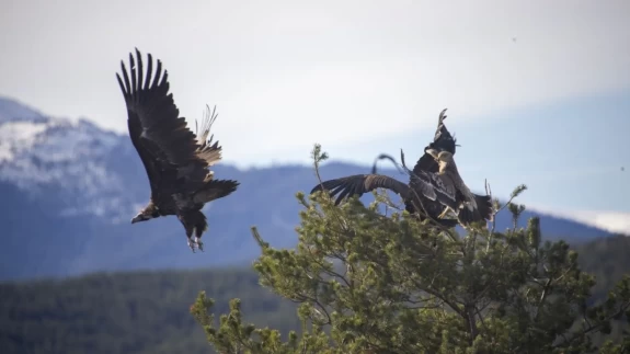 Türkiye’de ender görülen manzara! Dört akbaba türü aynı alanda görüntülendi