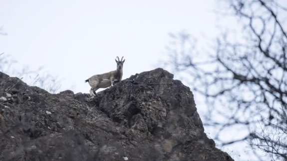 Tunceli'de kar sonrası yaban keçileri vadiye indi