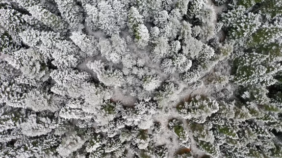 Ilgaz Dağı'ndaki kar ve sis havadan görüntülendi