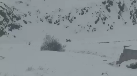 Kar yağışı vaşakları köye çekti! O anlar görüntülendi