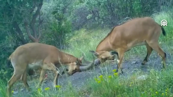 Çorum'da kavga eden dağ keçileri fotokapanla görüntülendi