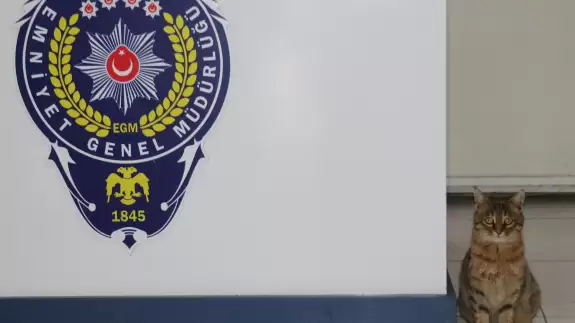 Erzurum'da donmak üzere bulunan kediler polis merkezinin sevimli maskotları oldular!