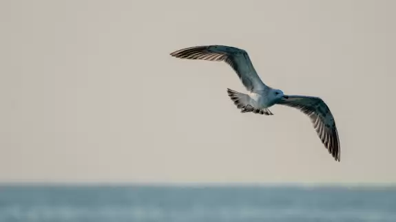 Doğu Akdeniz'deki martılar fotoğrafçıları büyüledi