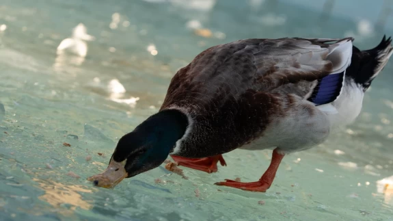 Ankara'da, Ördekli Park'ta havuz buz tuttu