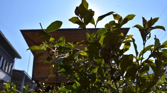 Çay fabrikası enerjisinin çeyreğini güneşten sağlıyor