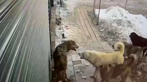 Köpekler aç kurtu köşeye sıkıştırdı: O anlar kameraya yansıdı