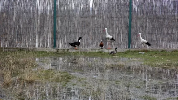 Tedavisi tamamlanan hayvanlar doğaya salındı