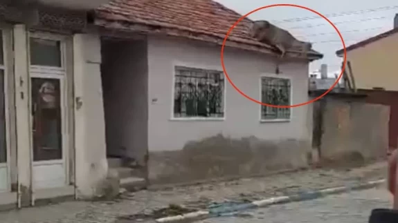 Çatıda kızıl geyiği görenler neye uğradığını şaşırdı
