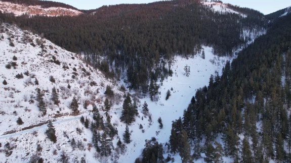 Erzurum Şenkaya'da kış güzelliği yaşandı, sarıçam ormanları beyaza büründü