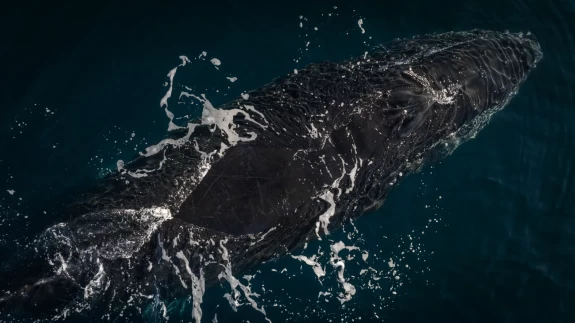 Antarktika'da kuş gribi ve deniz kirliliği, doğayı tehdit ediyor