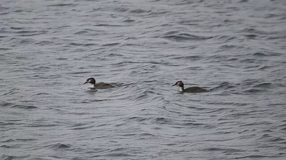 Bolu'da 300 kuş türüyle zenginleşen doğa turizmi