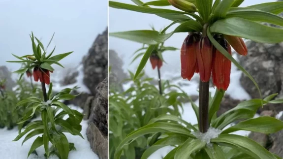 Karlar altında açan hüzün: Ters laleler görenleri büyüledi
