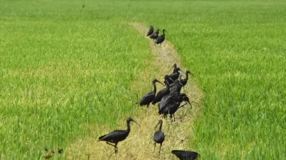 Nesli tükenme tehlikesi altındaki çeltikçi kuşu Sivas'ta görüntülendi