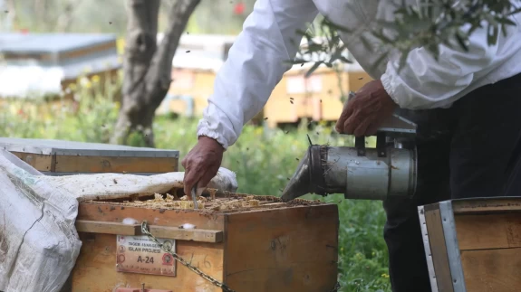 Tescilli Hatay arılarını daha verimli yapmak için çalışmalar devam ediyor