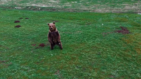 Kış uykusundan uyanan ayı böyle görüntülendi