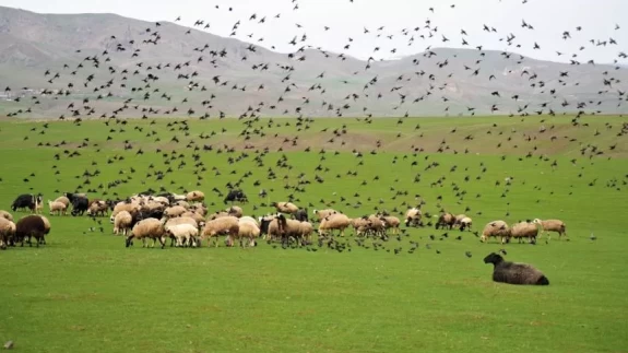 Muş Ovası’nda bahar coşkusu! Koyunlarla dans eden kuşlar görsel şölen sundu