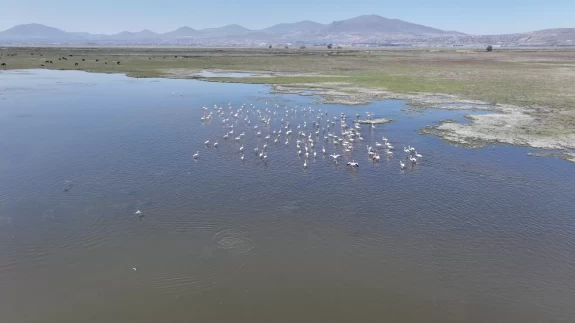 Baharın habercisi leylekler Hürmetçi Sazlığı'nda